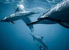 BSPORTS-美职联保留对苏亚雷斯与布斯克茨追加纪律处分的可能性